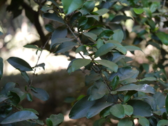 Chionanthus mala-elengi