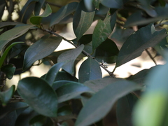 Chionanthus mala-elengi