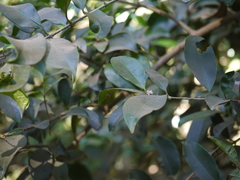 Chionanthus mala-elengi