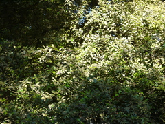 Chionanthus mala-elengi