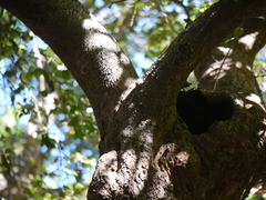 Chionanthus mala-elengi