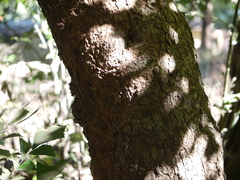 Chionanthus mala-elengi