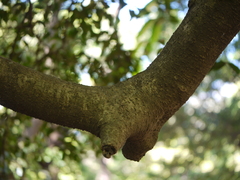 Chionanthus mala-elengi