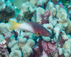Bodianus axillaris