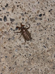 Polyphylla monahansensis