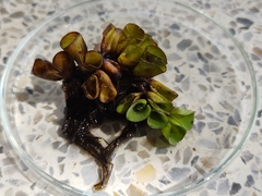 Salvinia cucullata