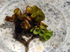 Salvinia cucullata