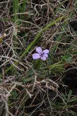 Barleria irritans