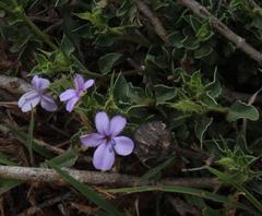 Barleria irritans