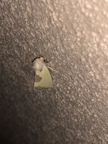 Yellow Sunflower Moth photo 2