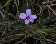 Barleria irritans