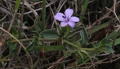 Barleria irritans
