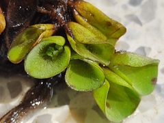 Salvinia cucullata