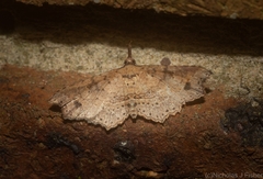 Philogethes metableta