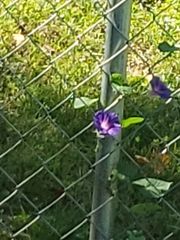 Ipomoea purpurea