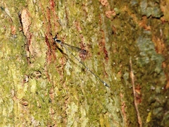 Protosticta gravelyi