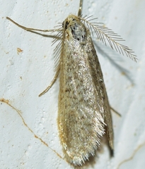 Dissoctena albidella