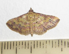 Cerynea thermesialis