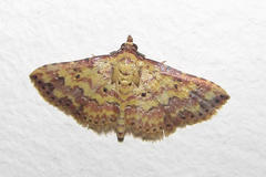 Cerynea thermesialis