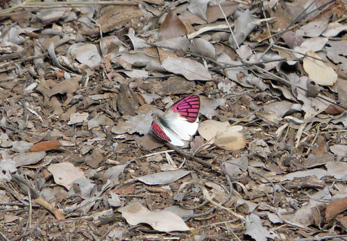 Malagasy Lilac Tip