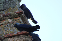 Corvus monedula
