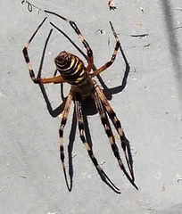 Argiope bruennichi