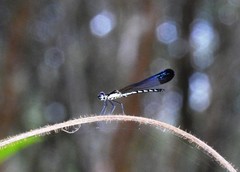 Calocypha laidlawi
