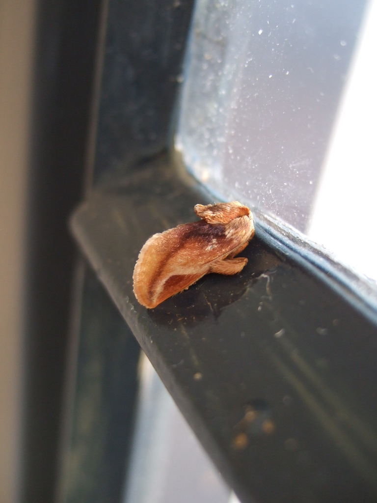 Phlebodicha