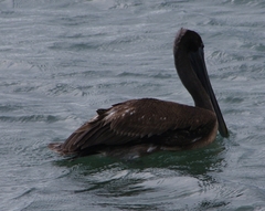 Pelecanus occidentalis