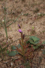 Drosera cistiflora