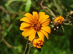 Aldama buddlejiformis