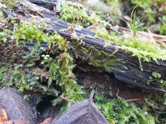 Herzogiella seligeri