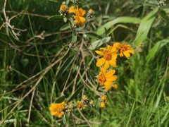 Aldama buddlejiformis