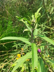 Aldama buddlejiformis