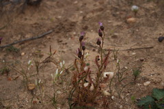 Drosera cistiflora