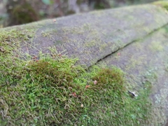 Crossocalyx hellerianus