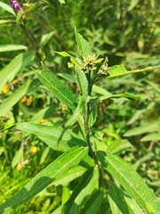 Aldama buddlejiformis