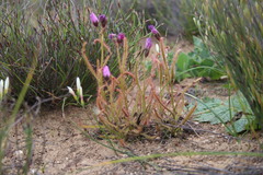 Drosera cistiflora