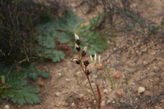 Drosera cistiflora