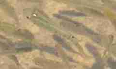 Aplocheilus lineatus