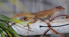 Anolis cristatellus