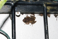 Eleutherodactylus coqui