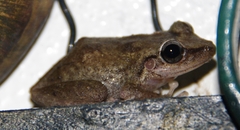 Eleutherodactylus coqui