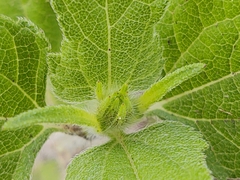 Simsia amplexicaulis