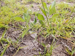 Simsia amplexicaulis