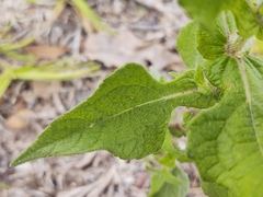 Simsia amplexicaulis