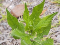 Simsia amplexicaulis