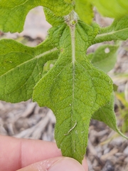 Simsia amplexicaulis