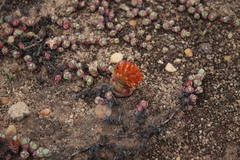 Crassula barklyi
