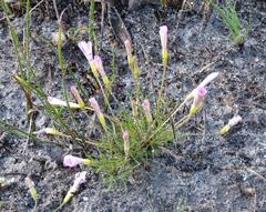Oxalis polyphylla pentaphylla